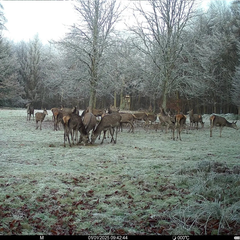besete-wildkamera-seissiger-aufnahme-04_842x842.webp