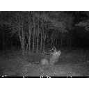 tieraufnahme-nacht-seissiger-wildkamera-base-cam-lte-supersim-edition_1920x1920.webp