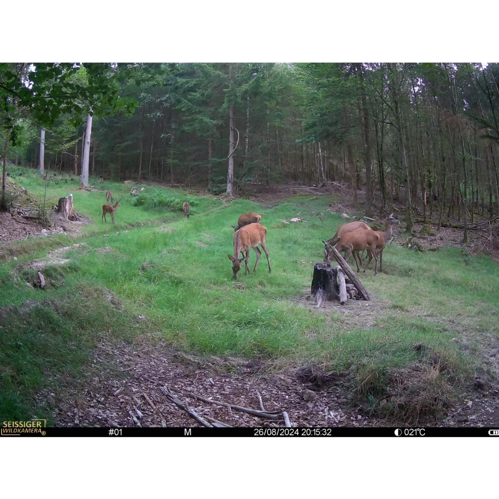 seissiger-mini-cam-wildkamera-aufnahme-wildtier-web_1280x1280.webp