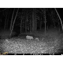seissiger-mini-cam-wildkamera-nachtaufnahme-wildtier-web_1280x1280.webp